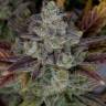 Auto Gorilla Cookies feminised Ganja Seeds