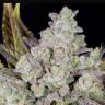 Auto Gorilla Cookies feminised Ganja Seeds
