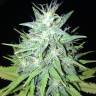 заказ семян конопли Tutankhamon feminised заказ семян конопли Tutankhamon feminised