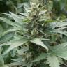семена конопли для выращивания Auto Acid regular семена конопли для выращивания Auto Acid regular