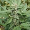 семена конопли аутдор Auto Acid regular семена конопли аутдор Auto Acid regular