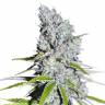 конопля семена сорта заказать Auto Skunk Haze feminised конопля семена сорта заказать Auto Skunk Haze feminised