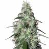семена культурной конопли купить Buddha Pulsar feminised Buddha Seeds семена культурной конопли купить Buddha Pulsar feminised Buddha Seeds
