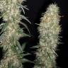 семена конопли индика Buddha Pulsar feminised Buddha Seeds семена конопли индика Buddha Pulsar feminised Buddha Seeds