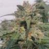 семена конопли индика Sensi Skunk x Lowryder (Senlow) regular Ganja Seeds семена конопли индика Sensi Skunk x Lowryder (Senlow) regular Ganja Seeds
