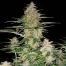 семена конопли феминизированные Auto 60 Day Wonder feminised DNA Genetics семена конопли феминизированные Auto 60 Day Wonder feminised DNA Genetics