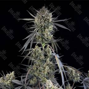 Auto Pound Cake feminised Ganja Seeds