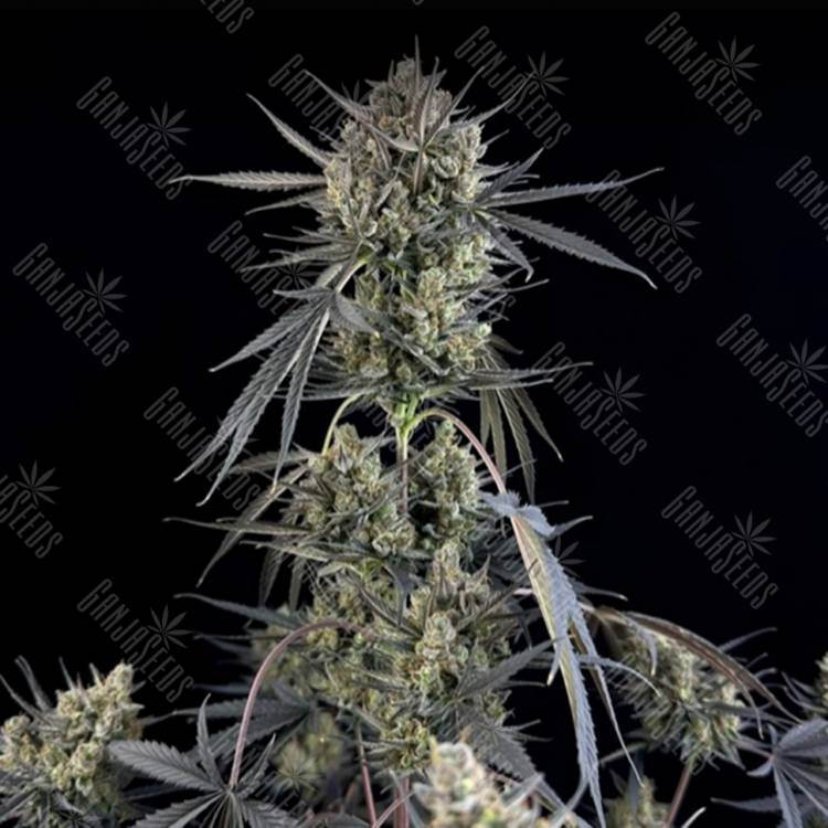 Auto Pound Cake feminised Ganja Seeds