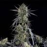 Auto Pound Cake feminised Ganja Seeds