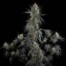 Auto Pound Cake feminised Ganja Seeds