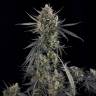 Auto Pound Cake feminised Ganja Seeds