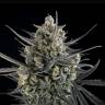 Auto Pound Cake feminised Ganja Seeds