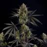 Auto Pound Cake feminised Ganja Seeds