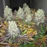 Auto Somango regular Ganja Seeds Auto Somango regular Ganja Seeds
