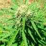 урожайные семена конопли Auto Somango regular урожайные семена конопли Auto Somango regular