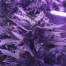 автоцветущие семена конопли Auto AK 49 feminised Ganja Seeds автоцветущие семена конопли Auto AK 49 feminised Ganja Seeds