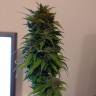 семена конопли автоцвет Auto AK 49 feminised Ganja Seeds семена конопли автоцвет Auto AK 49 feminised Ganja Seeds