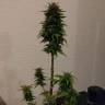 мощные семена конопли Auto AK 49 feminised Ganja Seeds мощные семена конопли Auto AK 49 feminised Ganja Seeds