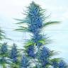 хорошие семена конопли Blue feminised хорошие семена конопли Blue feminised