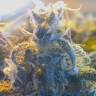 семена конопли индика Blue feminised семена конопли индика Blue feminised