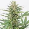 Auto Medical CBD feminised Ganja Seeds Auto Medical CBD feminised Ganja Seeds