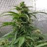 семена конопли курьером Sensi Skunk x Lowryder2 (Senlow2) regular Ganja Seeds семена конопли курьером Sensi Skunk x Lowryder2 (Senlow2) regular Ganja Seeds