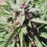 конопля семена сорта заказать Purple Maroc feminised Female Seeds конопля семена сорта заказать Purple Maroc feminised Female Seeds