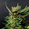 семена конопли в России Gypsy Kush feminised Kannabia Seeds семена конопли в России Gypsy Kush feminised Kannabia Seeds