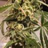 семена конопли для посадки купить Gypsy Kush feminised Kannabia Seeds семена конопли для посадки купить Gypsy Kush feminised Kannabia Seeds