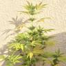 семена конопли для курения Gypsy Kush feminised Kannabia Seeds семена конопли для курения Gypsy Kush feminised Kannabia Seeds