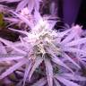 семена конопли марихуаны Gypsy Kush feminised Kannabia Seeds семена конопли марихуаны Gypsy Kush feminised Kannabia Seeds