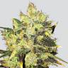 хорошие семена конопли Supreme CBD Durban feminised Nirvana Seeds хорошие семена конопли Supreme CBD Durban feminised Nirvana Seeds