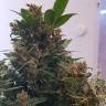 Auto Big Devil feminised GanjaLiveSeeds Auto Big Devil feminised GanjaLiveSeeds