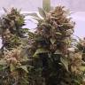 семена конопли аутдор Auto Big Devil feminised GanjaLiveSeeds семена конопли аутдор Auto Big Devil feminised GanjaLiveSeeds