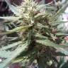 семена индийской конопли Passion №1 feminised семена индийской конопли Passion №1 feminised