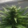 регулярные семена конопли купить Auto Alter Ego regular