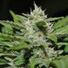Auto Buddha Syrup feminised Buddha Seeds Auto Buddha Syrup feminised Buddha Seeds