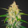 семена конопли для курения Auto Zkittlez OG feminised Barneys Farm семена конопли для курения Auto Zkittlez OG feminised Barneys Farm