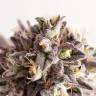 семена конопли в интернете Gelato-K feminised Kannabia Seeds семена конопли в интернете Gelato-K feminised Kannabia Seeds