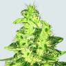 семена конопли курьером Supreme CBD Kush feminised Nirvana Seeds семена конопли курьером Supreme CBD Kush feminised Nirvana Seeds