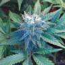 семена конопли дешево Auto Betty Boo feminised семена конопли дешево Auto Betty Boo feminised
