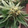 семена конопли скороспелый купить Auto Betty Boo feminised семена конопли скороспелый купить Auto Betty Boo feminised