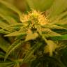 мощные семена конопли Auto Betty Boo feminised мощные семена конопли Auto Betty Boo feminised