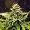 семена конопли марихуаны Cheese Berries feminised семена конопли марихуаны Cheese Berries feminised
