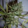 семена конопли интернет магазин Top 44 feminised семена конопли интернет магазин Top 44 feminised