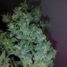 заказ семян конопли Auto Big Devil XL regular заказ семян конопли Auto Big Devil XL regular