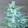 семена конопли Auto Big Devil XL regular семена конопли Auto Big Devil XL regular