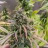 семена конопли для посадки купить Dutch Outdoor Mix feminised Dutch Passion Seeds семена конопли для посадки купить Dutch Outdoor Mix feminised Dutch Passion Seeds