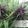 семена конопли Спб Dutch Outdoor Mix feminised Dutch Passion Seeds семена конопли Спб Dutch Outdoor Mix feminised Dutch Passion Seeds