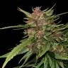 семена конопли курьером Dutch Outdoor Mix feminised Dutch Passion Seeds семена конопли курьером Dutch Outdoor Mix feminised Dutch Passion Seeds